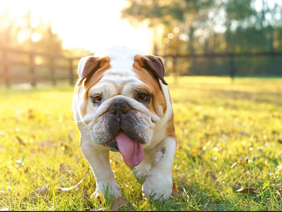 Security Fence Example in Irondale Alabama